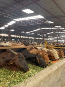 Feeding Cows